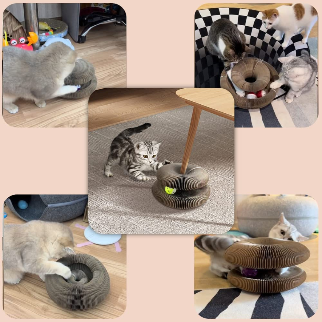 Juguete Interactivo Para Gatos I Cat Joy +1 Pelotita de Regalo